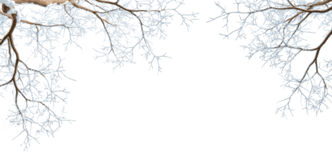 Snow covered branches of a tree on white