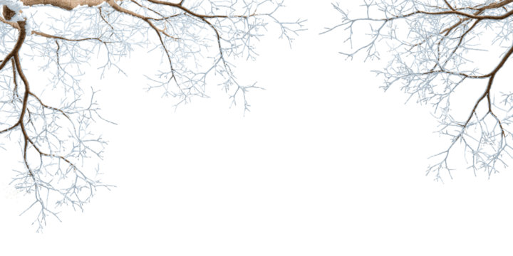 Snow covered branches of a tree on white