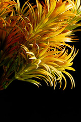 artificial yellow plants on black background.Still life photography