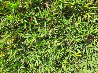 Bamboo trees in the morning. texture of bamboo tree
