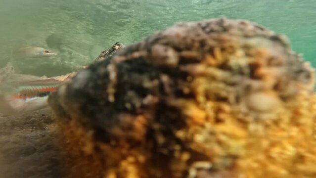 Fish among sea stones underwater