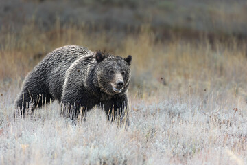 Grizzly 1063 (Fritter) in Grand Teton National Park