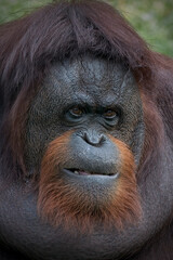 Closeup Bornean orangutan Pongo pygmaeus