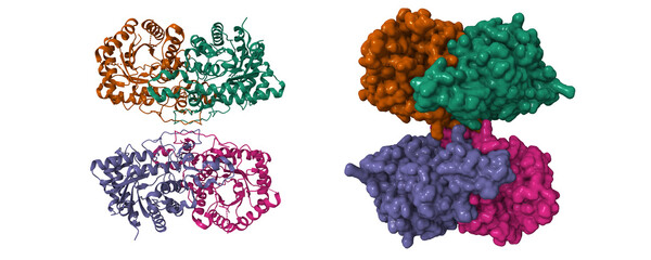 Cryo-EM structure of human kidney betaine-homocysteine methyltransferase. 3D cartoon and Gaussian surface models, chain id color scheme,  PDB 8d45