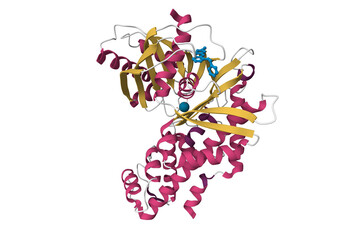 Human glucokinase in complex with novel amino thiazole activator. 3D cartoon model, secondary structure color scheme, PDB 4mle