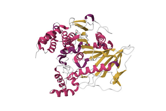 Crystal structure of native recombinant human bile salt activated lipase. 3D cartoon model, secondary structure color scheme, PDB 6h0t