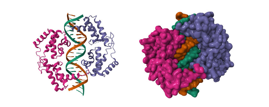 Structure of hepatocyte nuclear factor 1a bound to DNA. 3D cartoon and Gaussian surface models, chain id color scheme,  PDB 1ic8