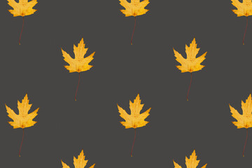 Orange fallen maple leaves pattern on grey background.