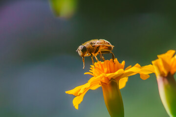 Autumn bee pollinates a flower