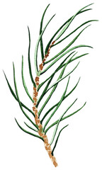 Watercolor fir spruce branch leaf twig isolated illustration