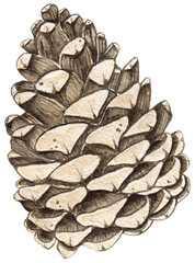Watercolor fir pine cone spruce illustration