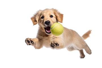 dog in motion, playing, running isolated on transparent background