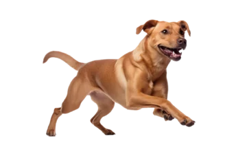 Poster dog in motion, playing, running isolated on transparent background © Lucas