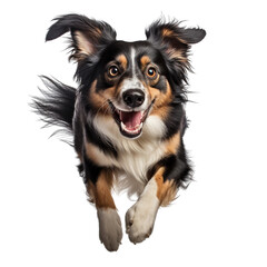 dog in motion, playing, running isolated on transparent background