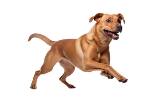 dog in motion, playing, running isolated on transparent background