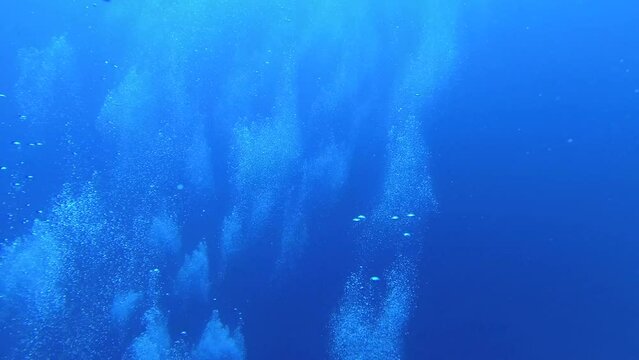 Diving - the beauty of the underwater world