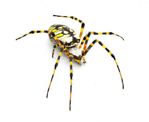 Gravid Female adult black and yellow garden spider, golden garden spider, writing, corn, McKinley orbweaver or orb weaver spider - Argiope aurantia - isolated on white background side front top view