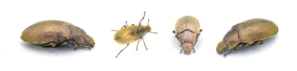 Adult Darkling Beetle - Bothrotes canaliculatus acutus - gold or golden brown yellow metallic...