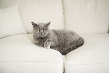 Elegant British Shorthair cat lying down in the middle of  a white couch and looking at the camera...