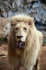 Old white lion in the Jungle Park in Tenerife, Spain