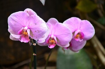 Orchid flowers in Jungle Park, Tenerife