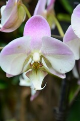 Naklejka premium Orchid flowers in Jungle Park, Tenerife