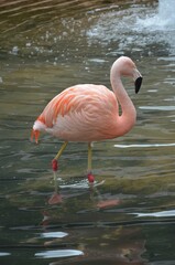 Pink flamingo in park Tenerife (Canary Spain) - animal background