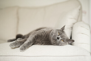 Loving British Shorthair cat lying down on a white sofa  with sleepy eyes looking towards the...