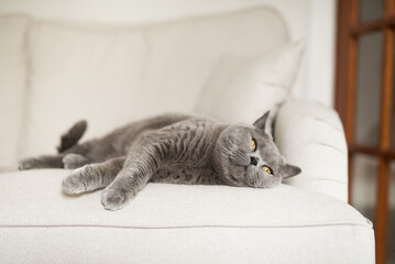 Relaxed British Shorthair cat lying down on a white sofa next to a door in a house in Edinburgh,...