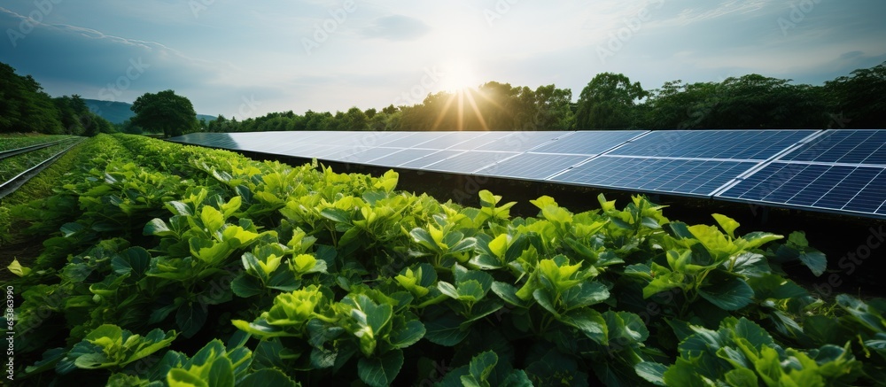 Sticker Bird s eye view of solar panels in a solar farm with trees and sunlight reflecting on them