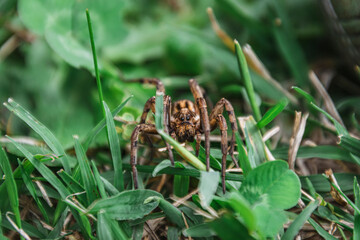 Wolf spider