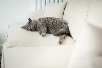 Tired British Shorthair cat lies down on a really comfortable way with her legs stretched on the...