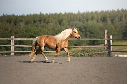Haflinger