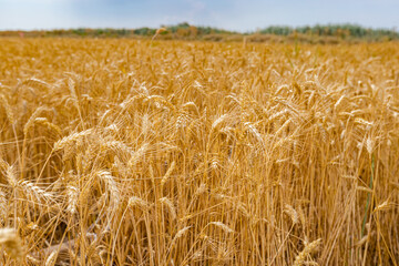 Field of golden ripe wheat ears