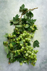 a branch with leaves of fresh hops, beer ingredient, top view ,