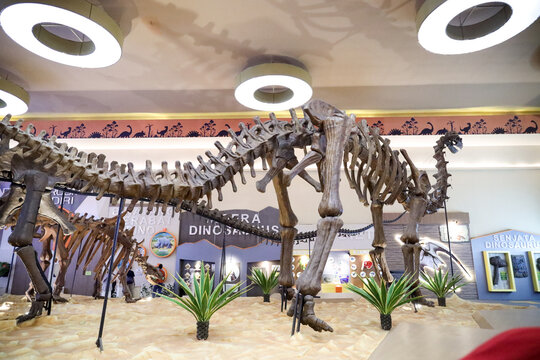 East Java, Indonesia - August 14, 2023. Fossil and Satue of a T-rex dinosaur in the Dino Park for study tour and education in Jatim Park 3, Indonesia.