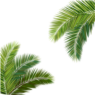 vector illustration, Composition of coconut leaves.