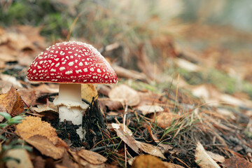 Closeup of a bright red Amanita Muscaria mushroom, a very poisonous fungus. Growing in an  autumn  forest