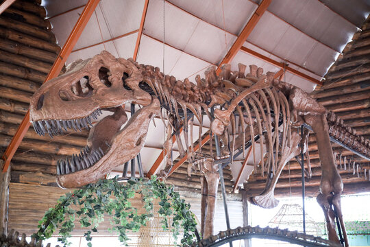 East Java, Indonesia - August 14, 2023. Fossil and Satue of a T-rex dinosaur in the Dino Park for study tour and education in Jatim Park 3, Indonesia.