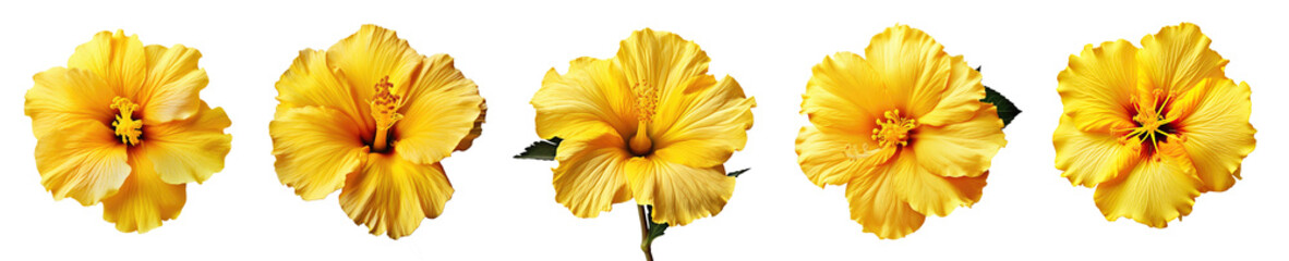 Collection of yellow hibiscus flowers, isolated on a transparent background. PNG, cutout, or clipping path.