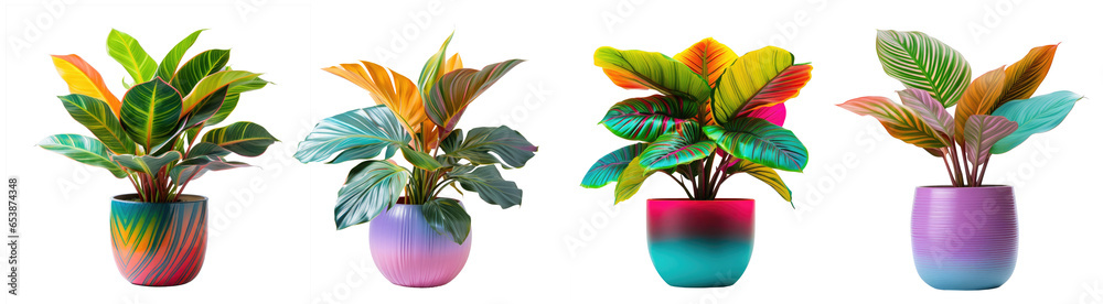 Wall mural set of various colorful tropical houseplants in vase , isolated on a transparent background with clipping path. Potted exotic house plants on a white background. Home garden decor plants. - Wall murals