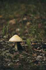 Mushroom in forest background of grass.