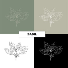 Basil, herbs for recipes, spices and seasonings.