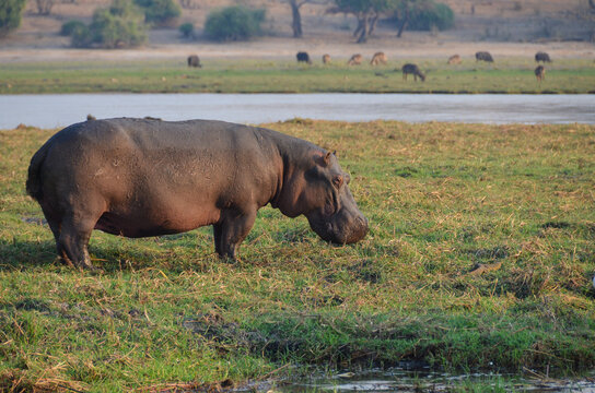 Hipop&oacute;tamo en Chobe, Botswana