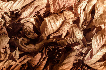 Mesmerizing Walnut Leaf Texture: Ideal for Stock Agencies