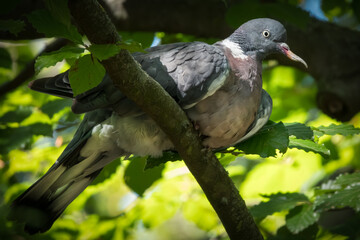 Ringeltaube mit einer Fehlbildung am Schnabel