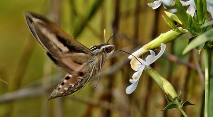 Hummingbird moth ,White-lined Sphinx (Hyles lineata) one of the most abundant hawk moths in North...