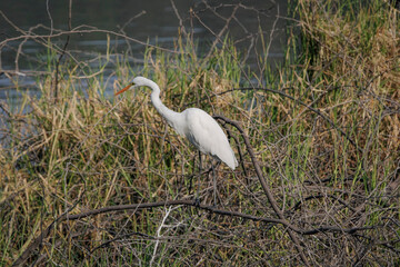 Dramatic movement of great egret near lake. Beautiful wall paintings or posters Seasonal greetings of white bird. Cool image