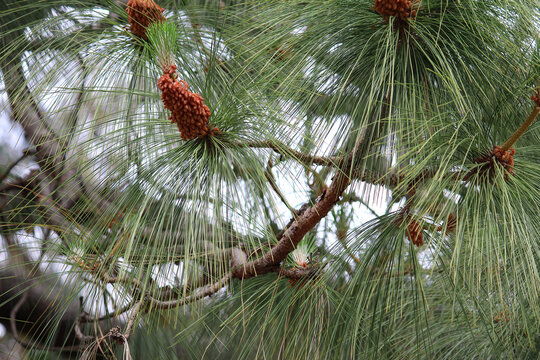 A large branch of a Pinus devoniana  or Michoacan pine tree