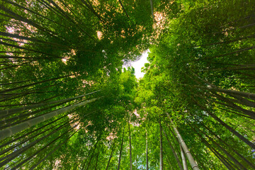 Fototapeta na wymiar bamboo forest with sun and green trees. 